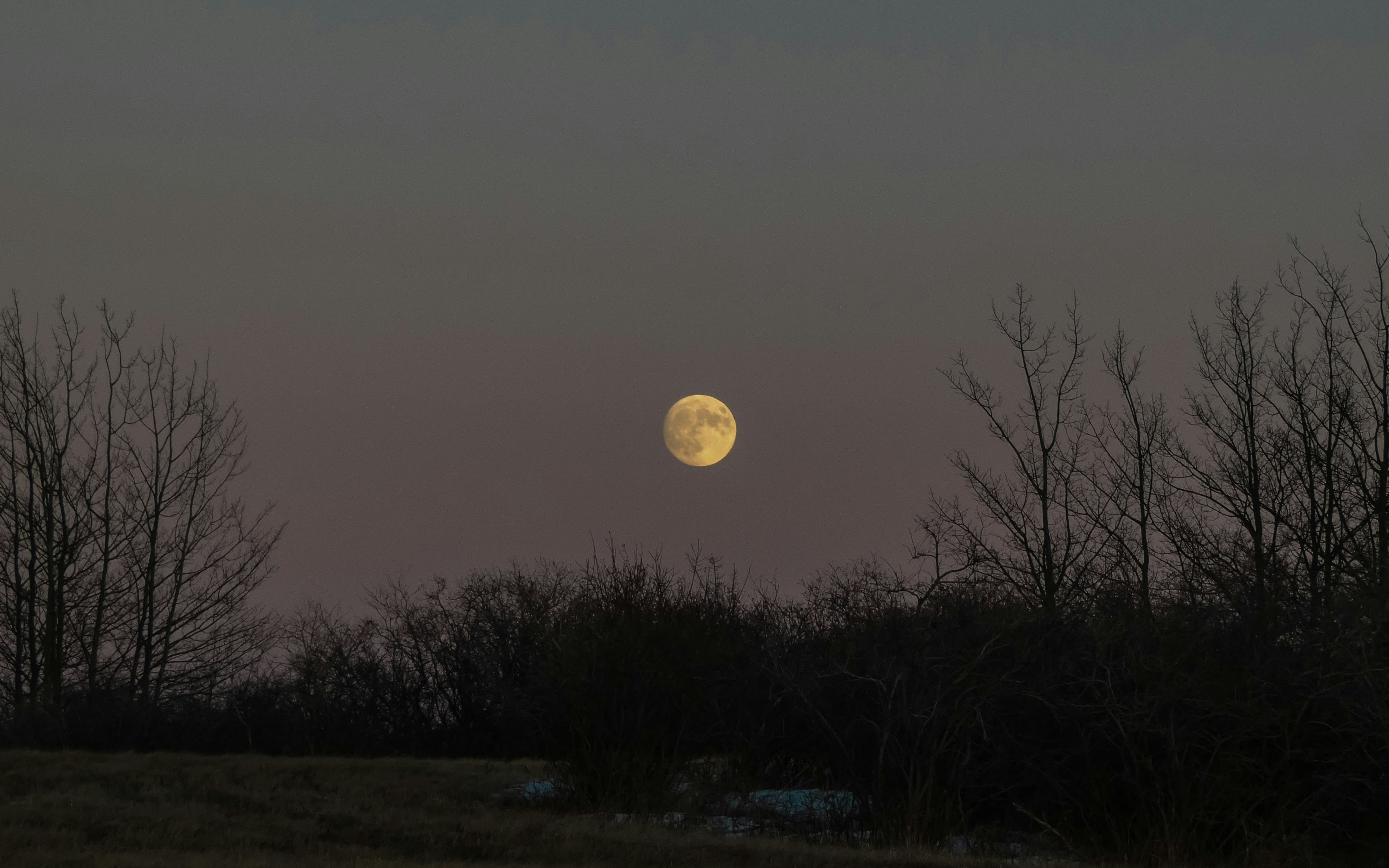 full moon over bare trees