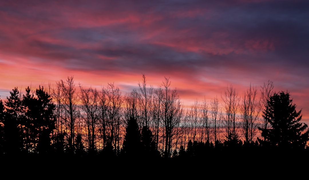 silhouette of trees during sunset