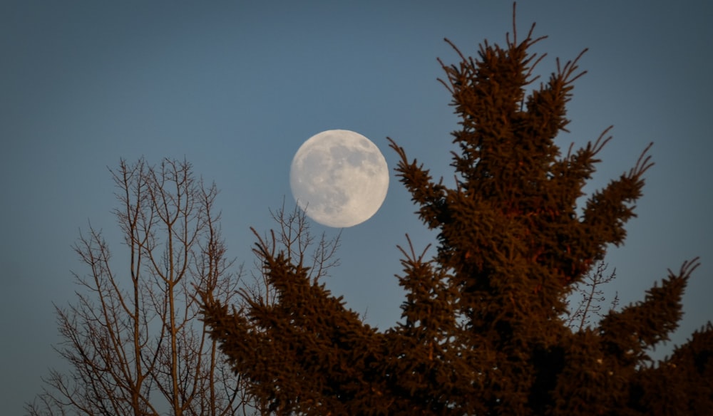 lua cheia sobre árvores marrons
