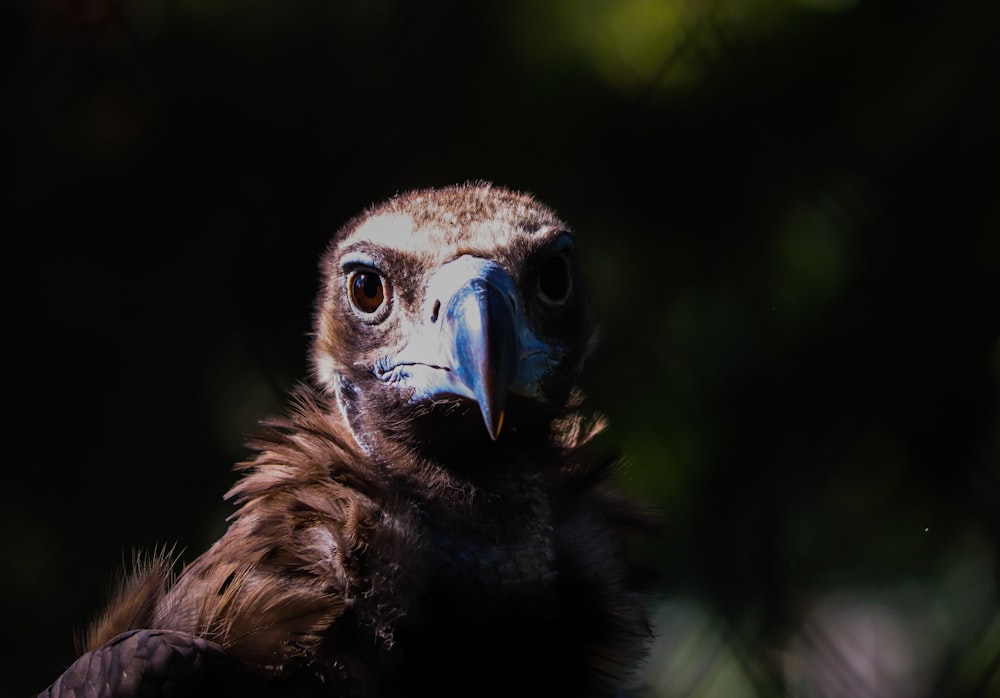 black and brown bird in close up photography