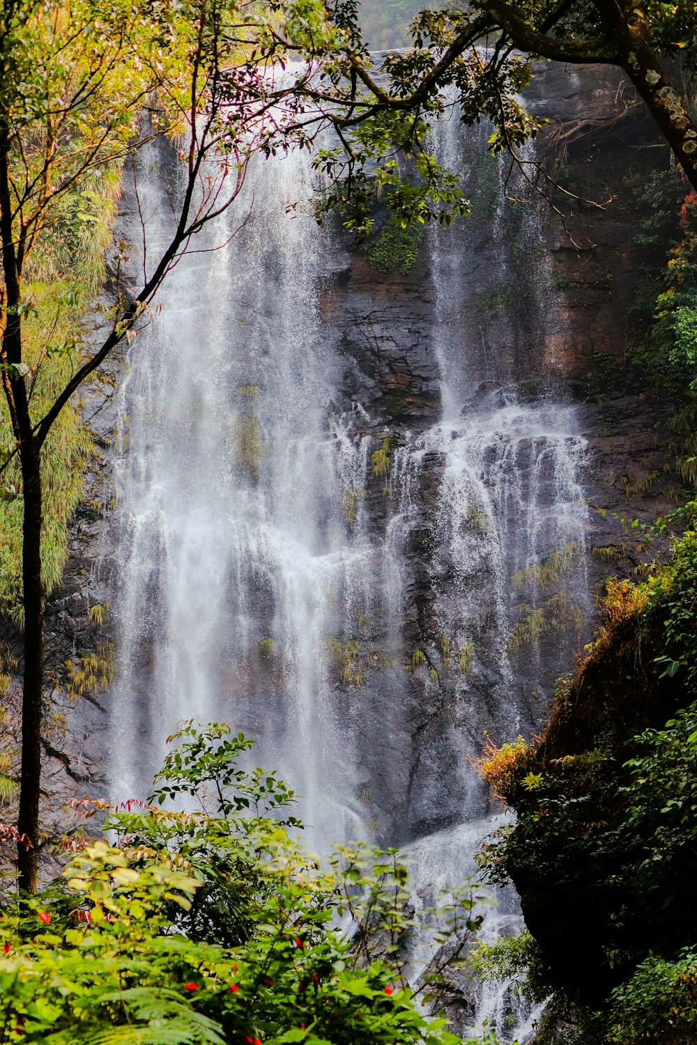 waterfalls in forest during daytime