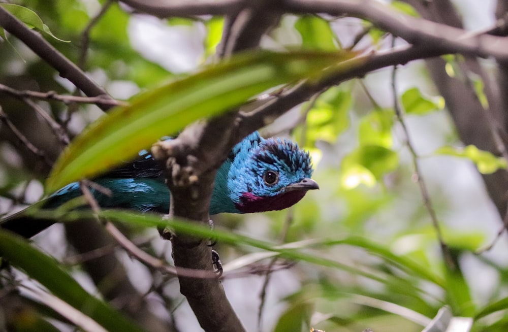 blue and green bird on brown tree branch during daytime