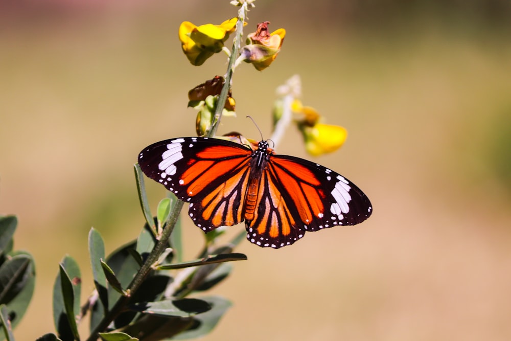 black and brown butterfly perched on yellow flower in close up photography during daytime