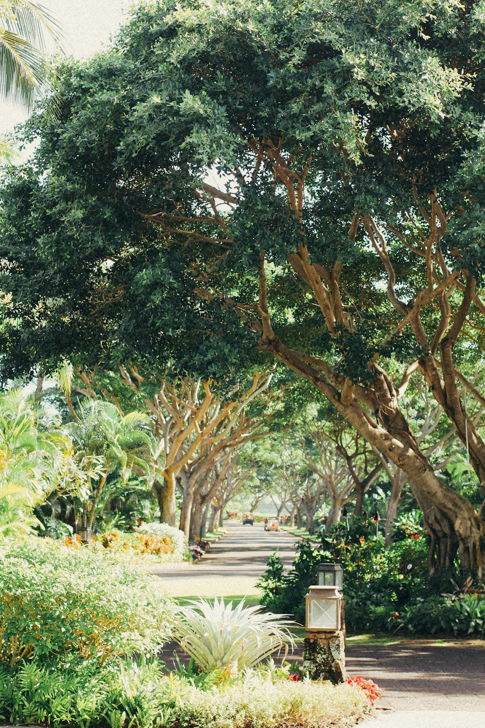 green trees and plants during daytime