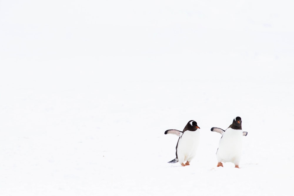 white and black penguins on snow covered ground during daytime