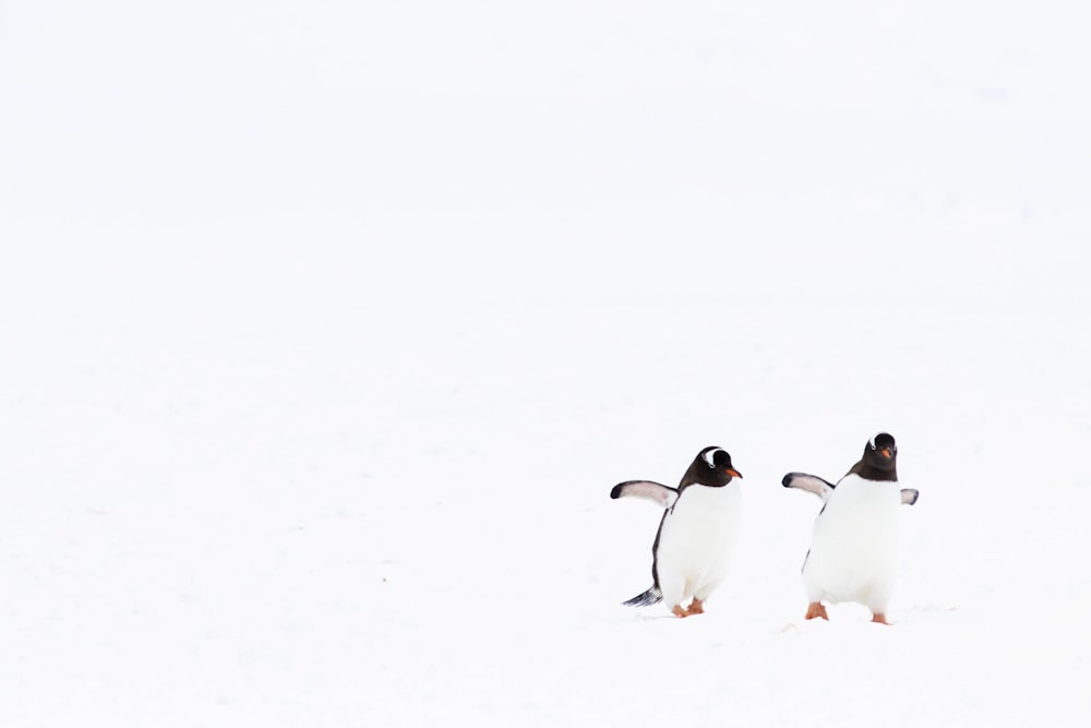 pinguins brancos e pretos no chão coberto de neve durante o dia