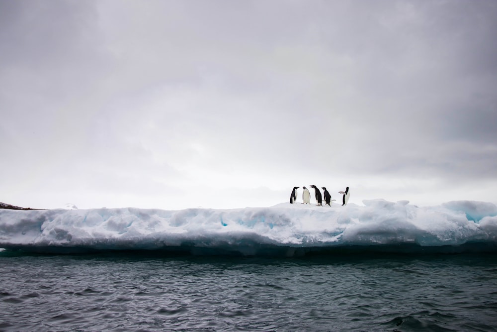 grupo de pinguins em pé no solo coberto de neve branca perto do corpo de água durante o dia