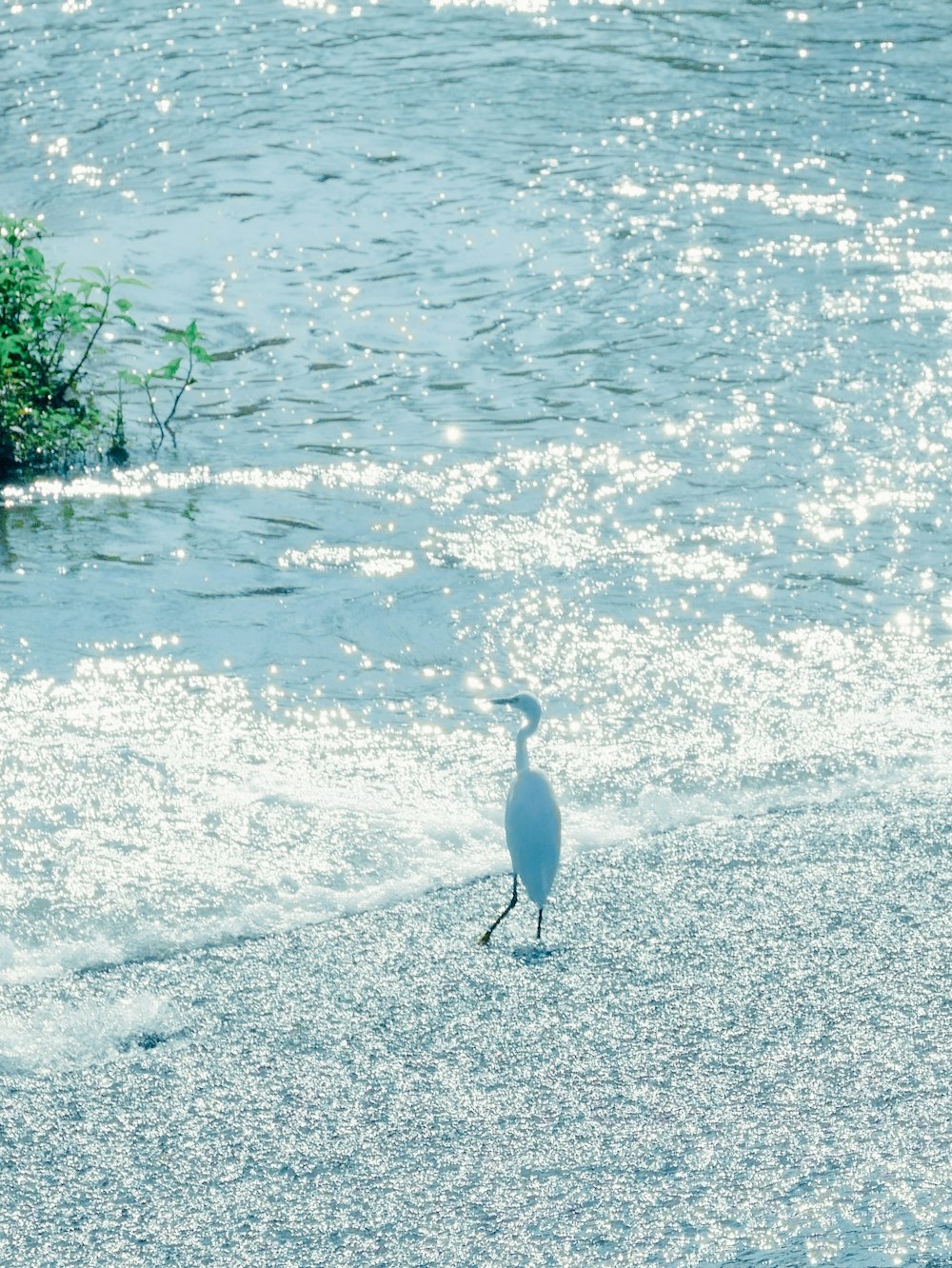 white bird on gray sand near body of water during daytime