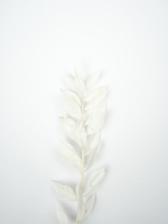 white and green plant on white surface