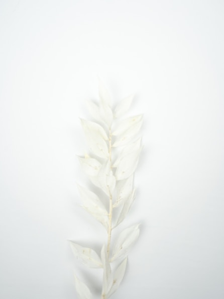 white and green plant on white surface