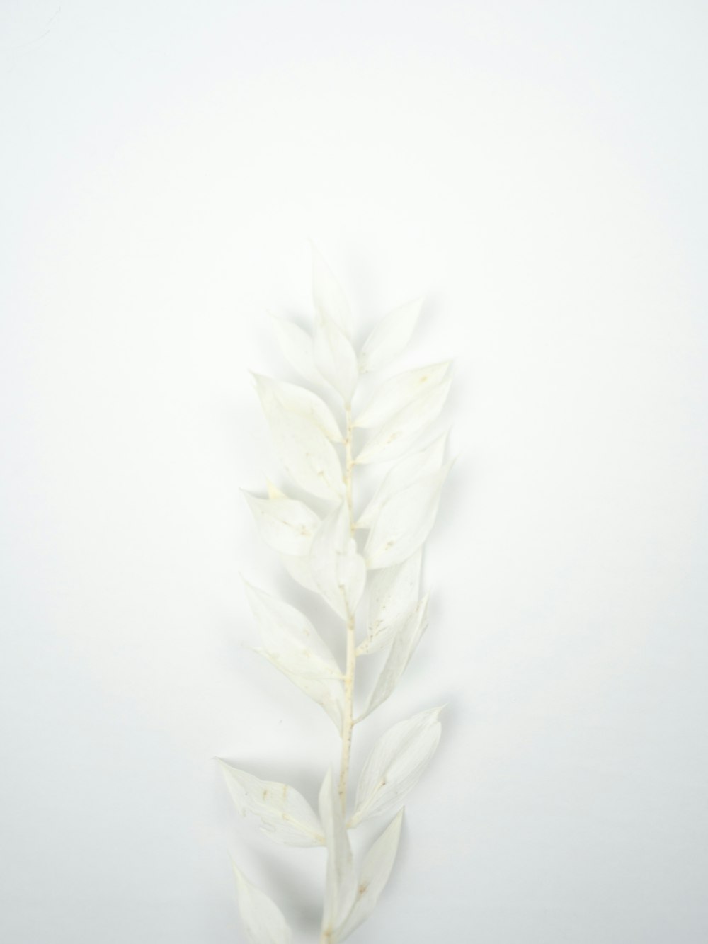 white and green plant on white surface