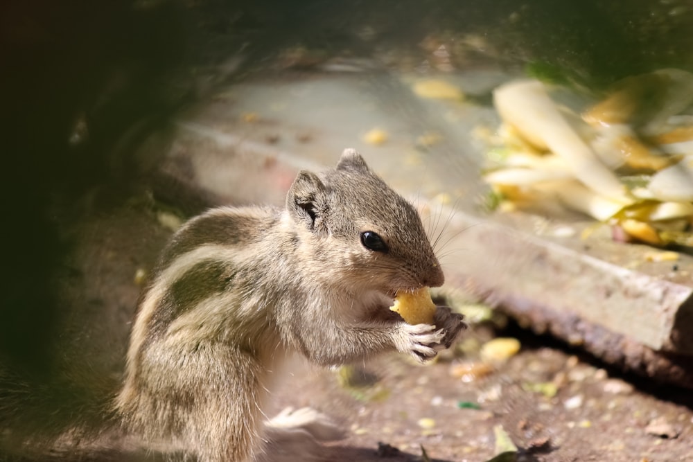 brown and white squirrel eating nut