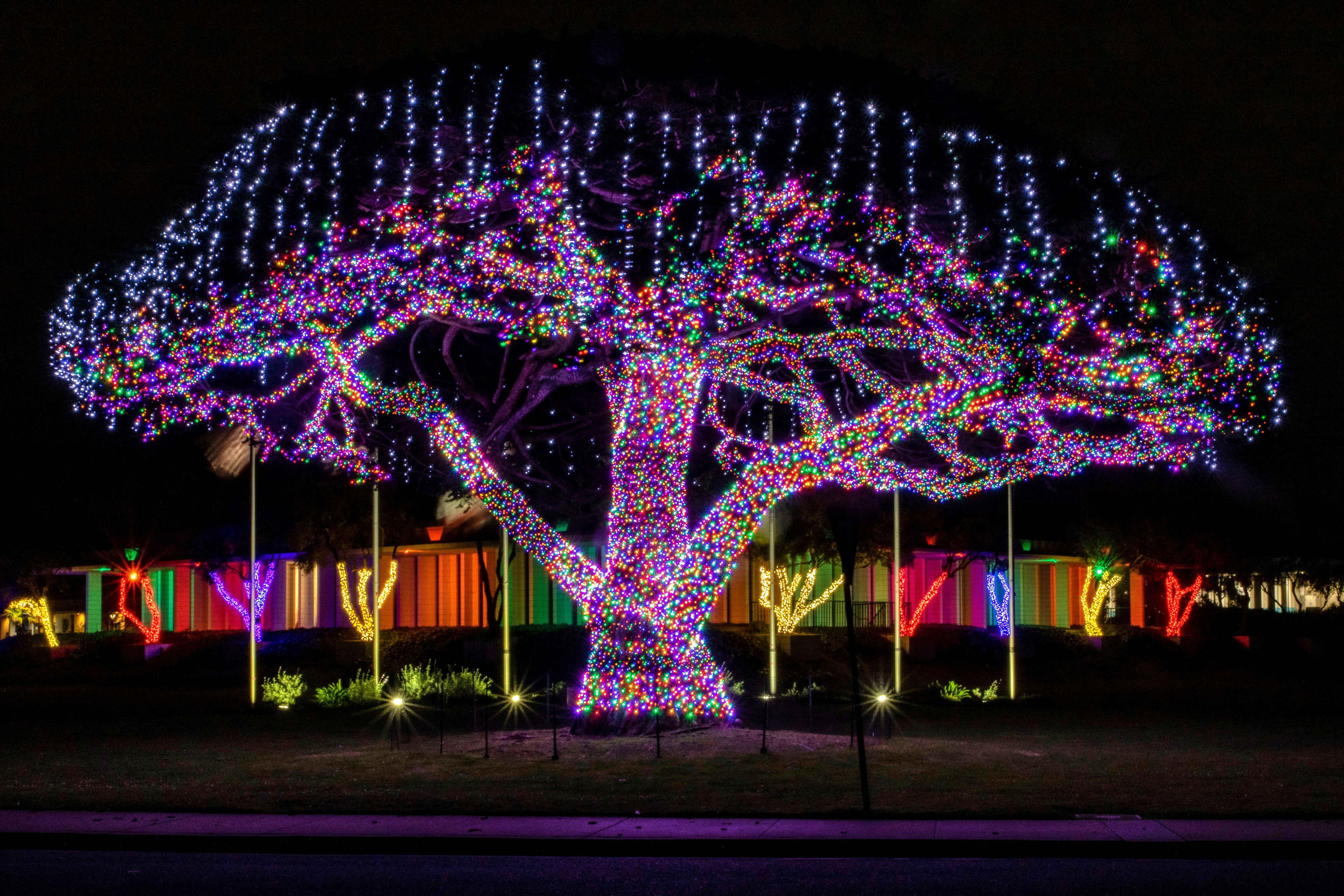 blue and red lighted christmas tree, Love the festive lights at the Seaside, CA police department.