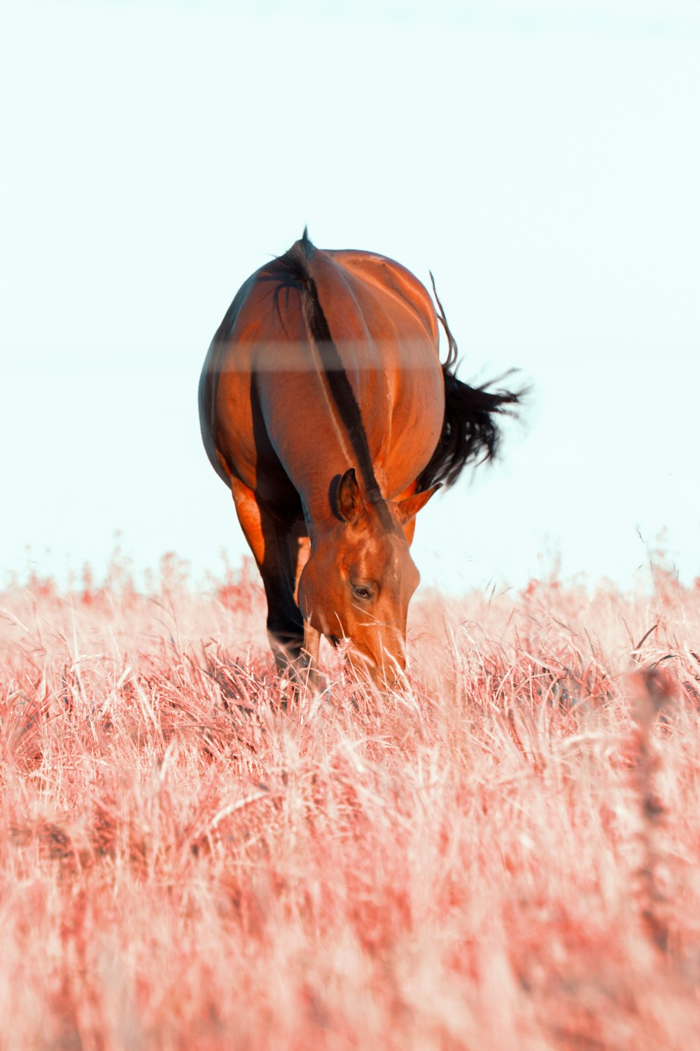 brown horse on brown grass field during daytime