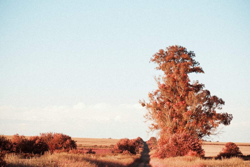 brown trees on brown grass field during daytime