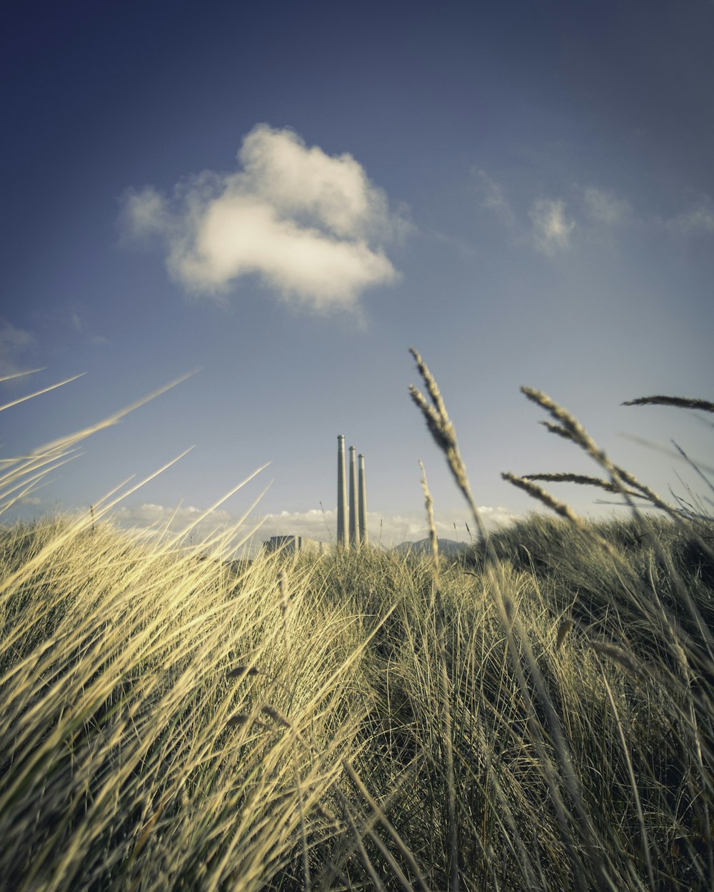 green grass field under blue sky during daytime