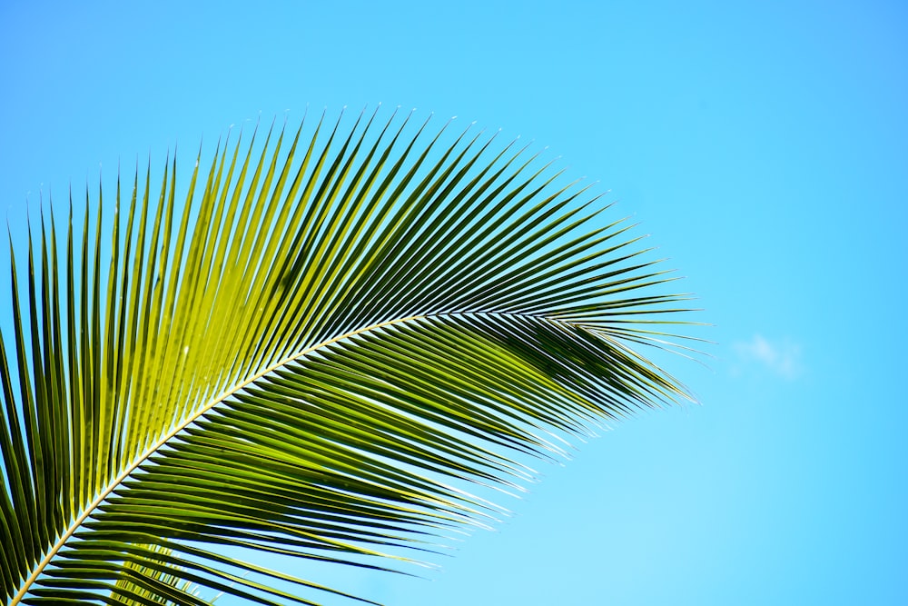 palmeira verde sob o céu azul durante o dia