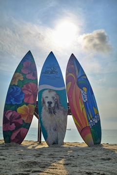 Three painted surfboards with distinct designs stand upright on a sandy beach. The board on the left features vibrant flowers in red, yellow, and blue. The middle board displays a detailed image of a golden retriever against a turquoise background, marked with the text 'Tubtim Beach, Koh Samui.' The right board exhibits an abstract design with sweeping lines and bright colors such as red, yellow, and blue. The sea and horizon are visible in the background under a partly cloudy sky with the sun shining through.