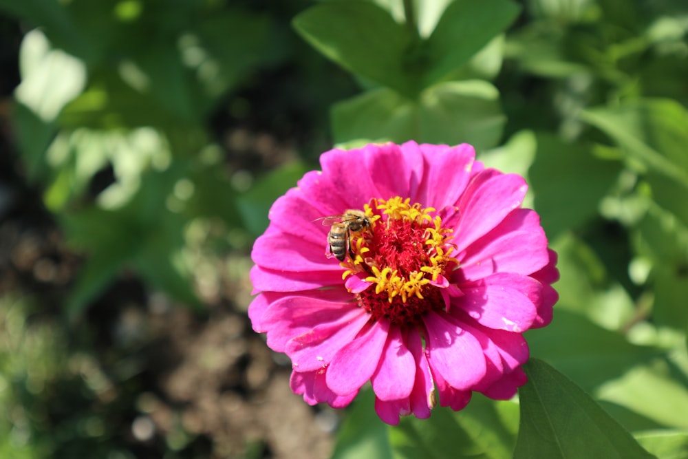 pink flower with green leaves