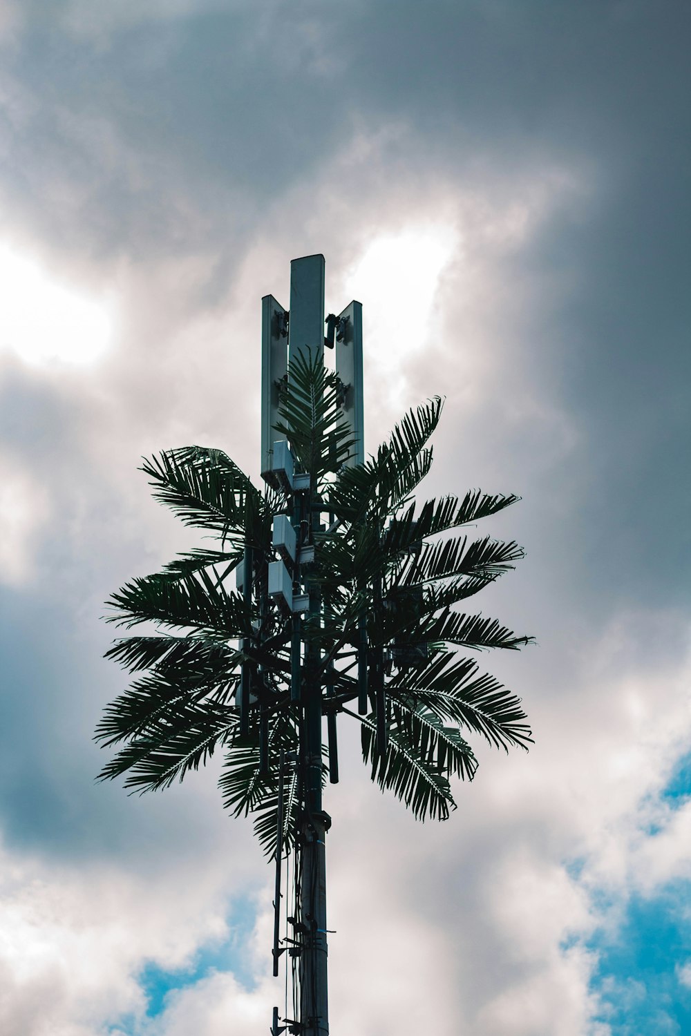 Palmier vert sous un ciel nuageux pendant la journée