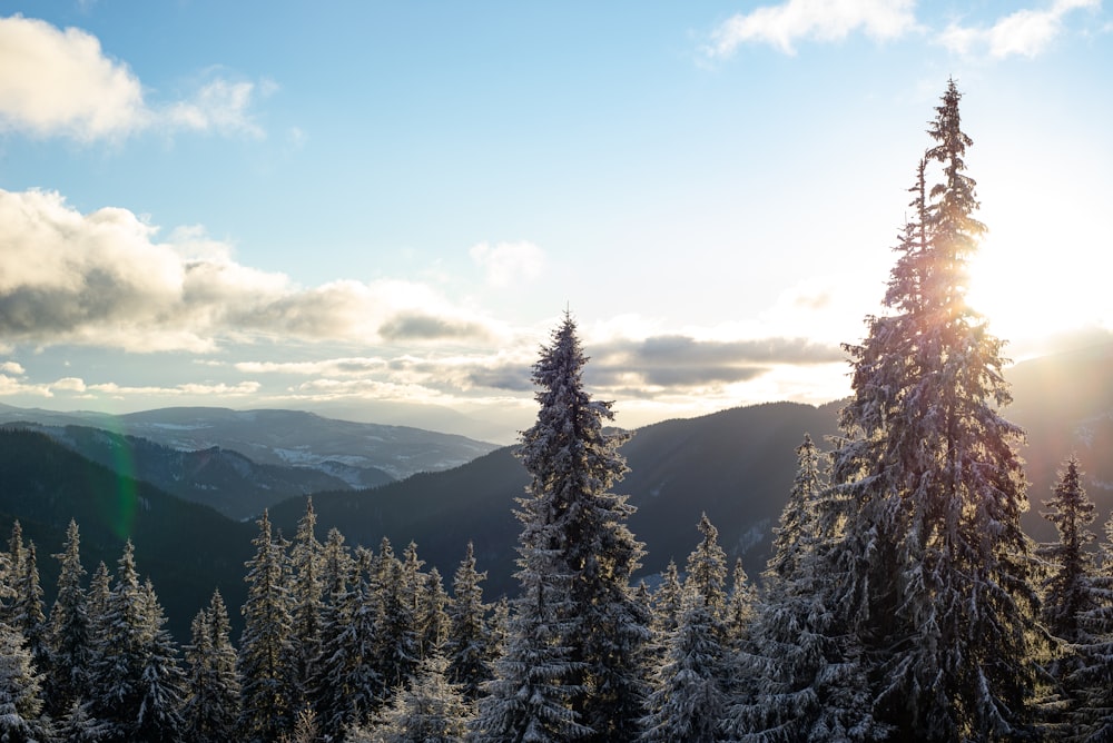 green pine trees on mountain under blue sky during daytime