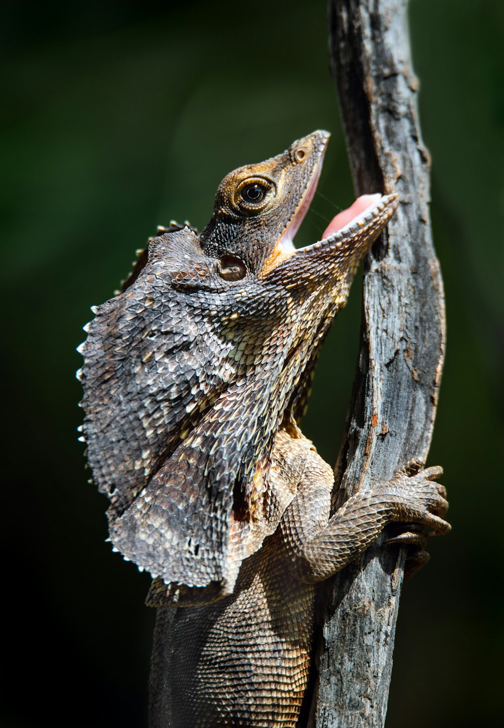 lagarto marrón y negro sobre tronco de árbol gris