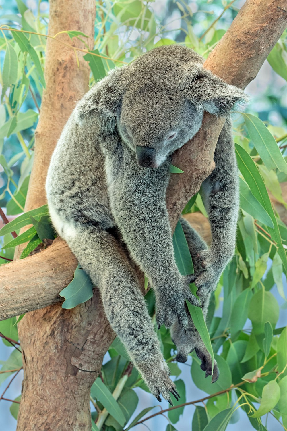 Oso koala en la rama marrón de un árbol durante el día