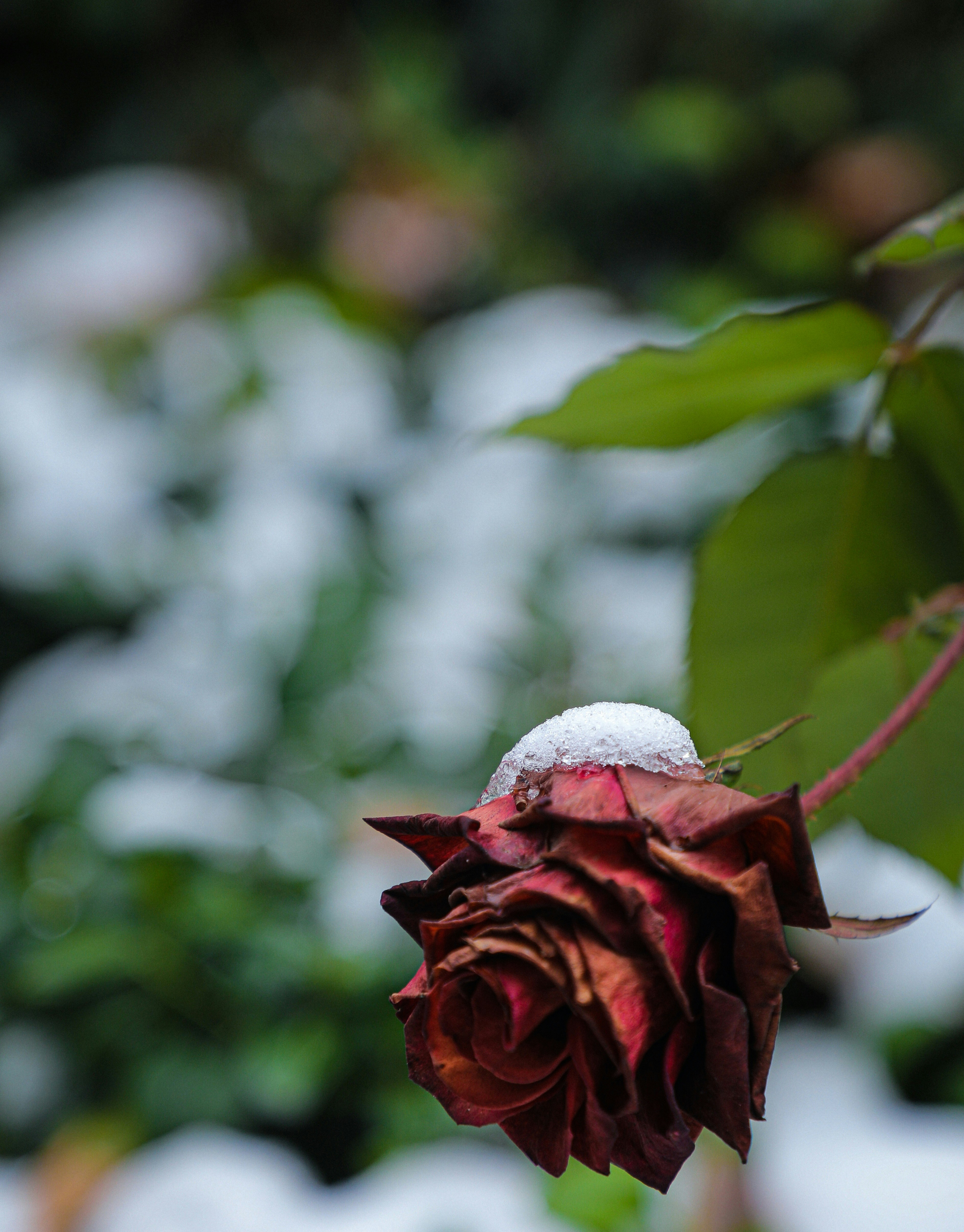 red rose in close up photography