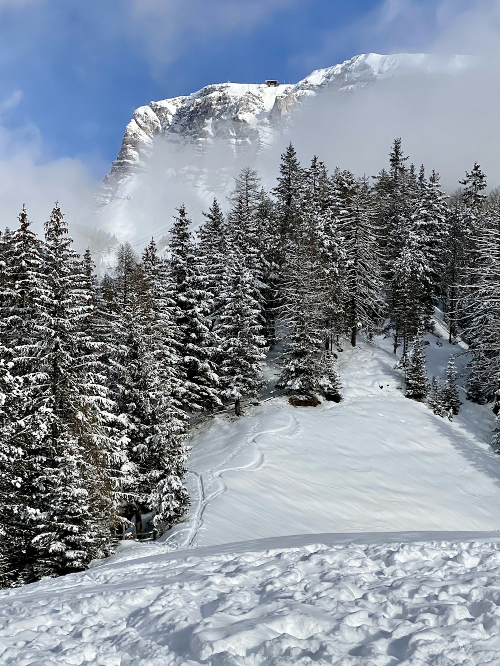 grüne Kiefern auf schneebedecktem Boden unter blauem Himmel und weißen Wolken tagsüber