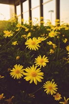 yellow flowers with green leaves