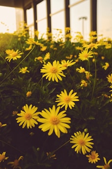 yellow flowers with green leaves