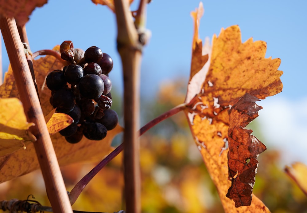 blue berries on brown stem