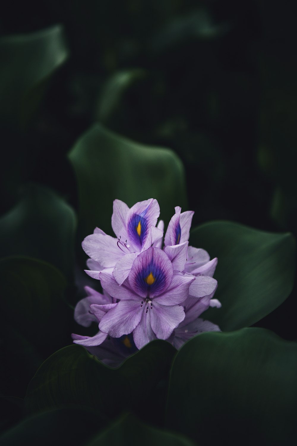 purple flower in tilt shift lens