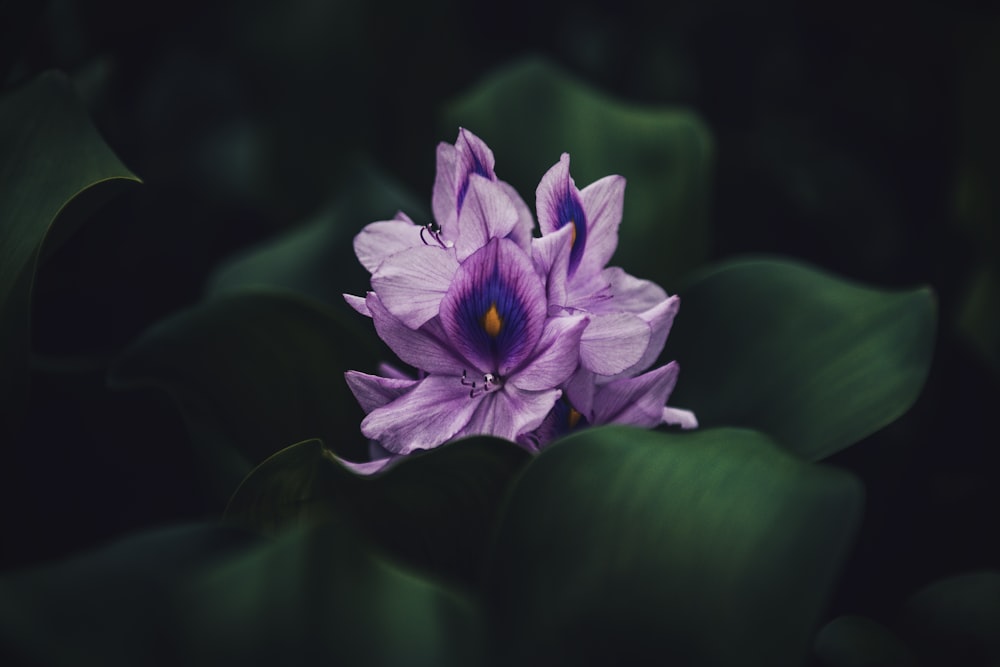purple flower in tilt shift lens