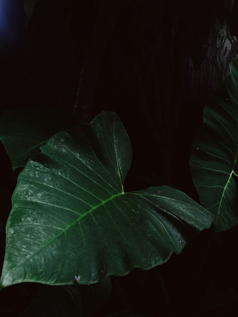 green leaves in dark room