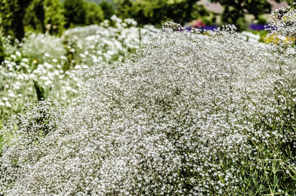 white flower field during daytime