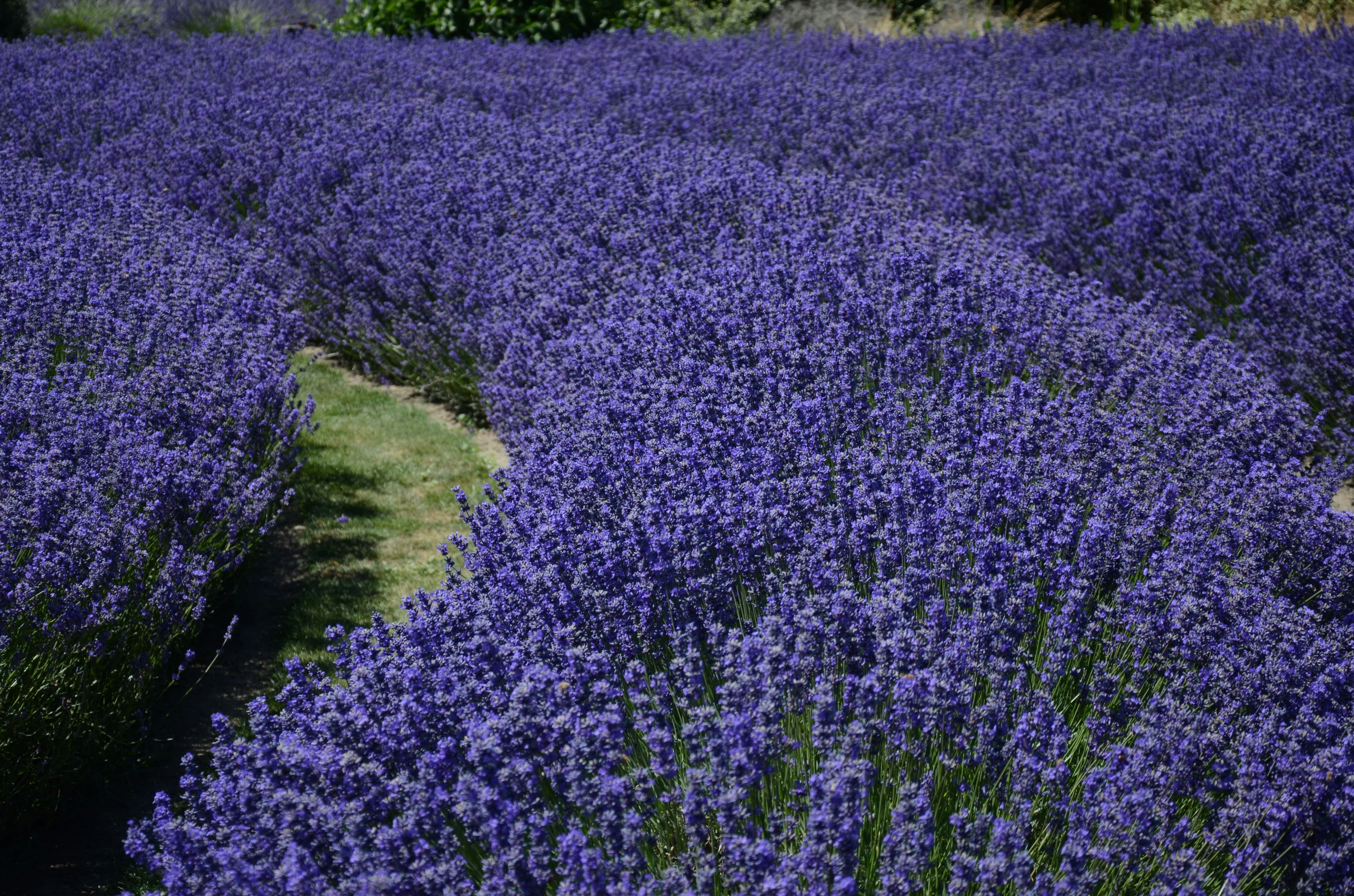 Lavender