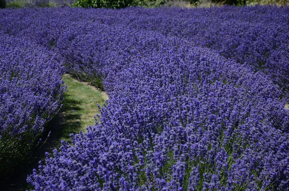 Campo de flores roxas durante o dia