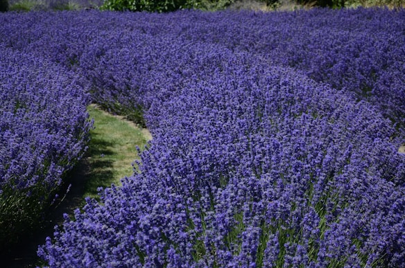 An expansive field of blooming lavender plants stretches across the scene, forming a carpet of vibrant purple flowers. A path cuts through the field, bordered by dense clusters of lavender, under a clear blue sky.