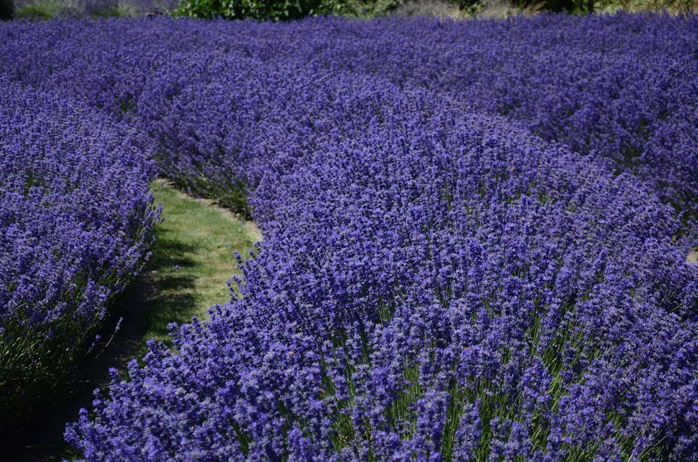 campo di fiori viola durante il giorno