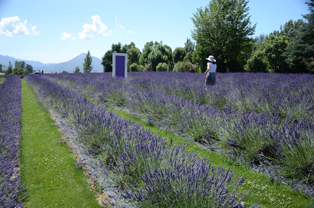 Grünes Grasfeld in der Nähe von grünen Bäumen unter blauem Himmel während des Tages