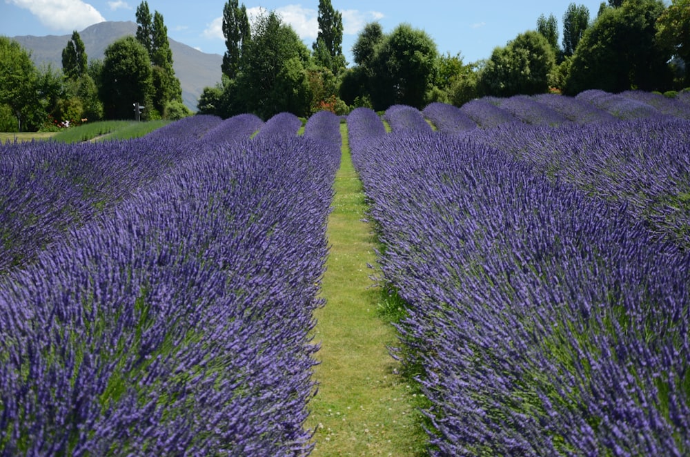 purple flower field during daytime