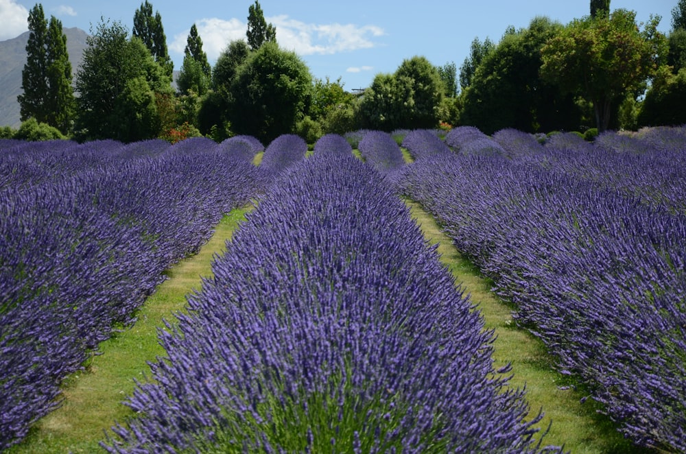 Campo de flores roxas durante o dia