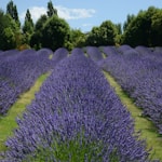 SCONFINATI ORIZZONTI DI LAVANDA