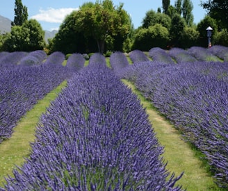 purple flower field during daytime