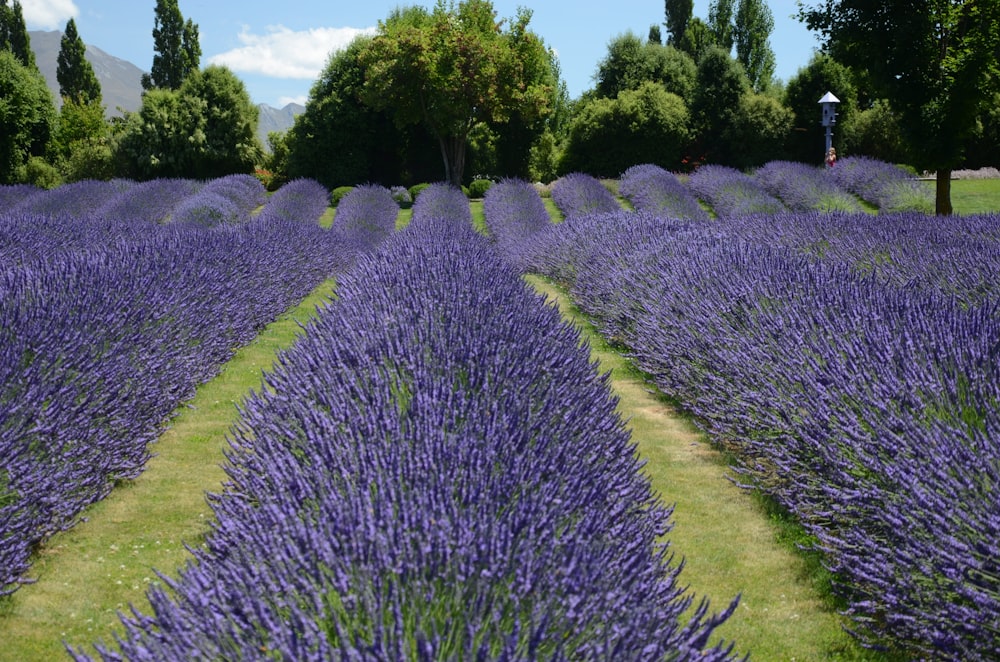 campo de flores moradas durante el día