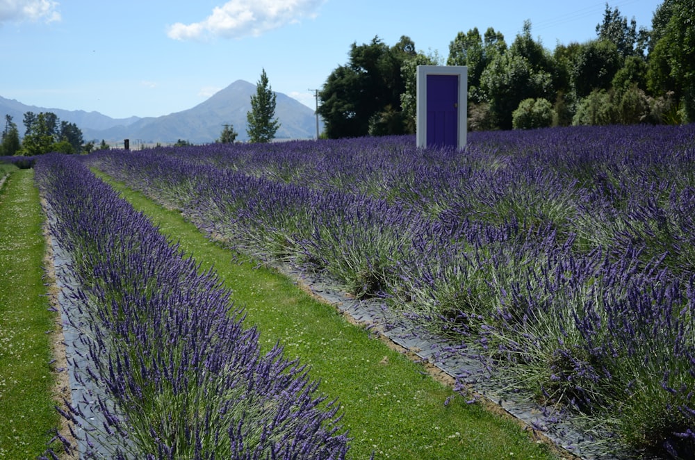 purple flower field during daytime