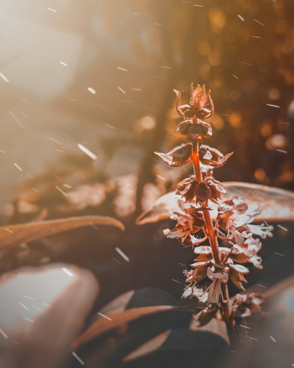 brown plant in tilt shift lens