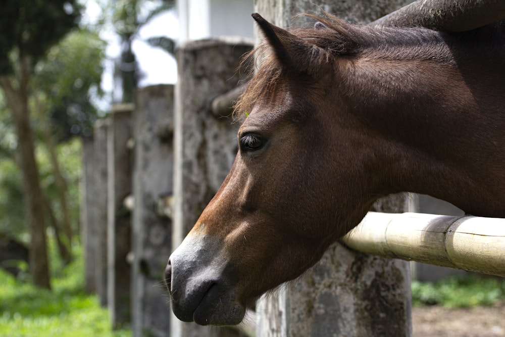 brown horse in a cage