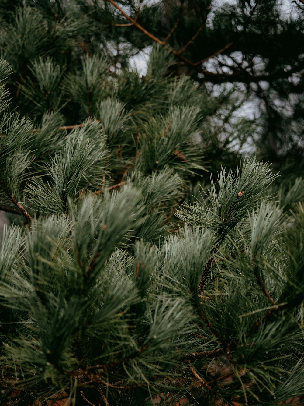 green pine tree during daytime